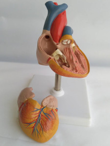 Medical Supplies Human Heart Biology Anatomical Model (R120101)