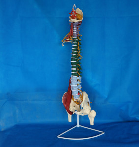 Medical Teaching Human Spine Vertebra Skeleton Simulator Model (R020706)