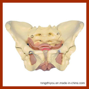 Life-Size Adult Female Muscular & Inner Organs in Pelvis Model